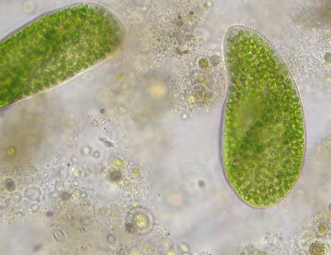 Микроскоп Bresser Trino Researcher 40x-1000x