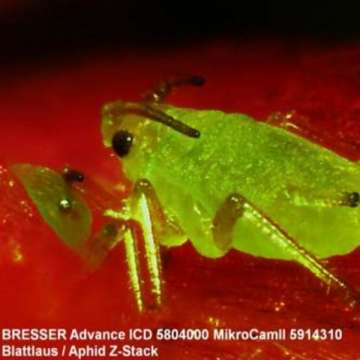 Микроскоп Bresser Advance ICD 10x-160x