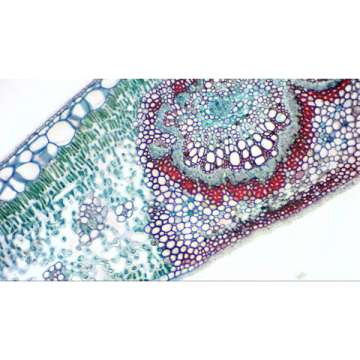 Камера цифровая Bresser для микроскопов и телескопов Full HD (5913650)