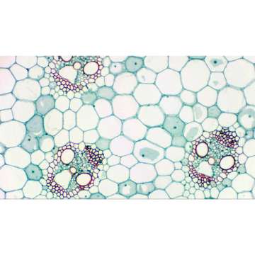 Камера цифровая Bresser для микроскопов и телескопов Full HD (5913650)