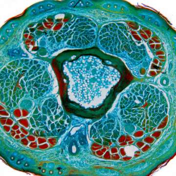 Микроскоп Optika B-510BF 40x-1000x Trino Infinity