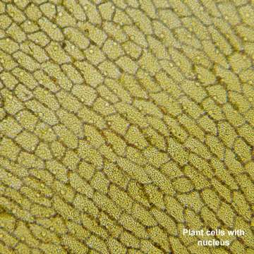 Микроскоп Bresser Biolux LCD Touch 30x-1200x (5201020)