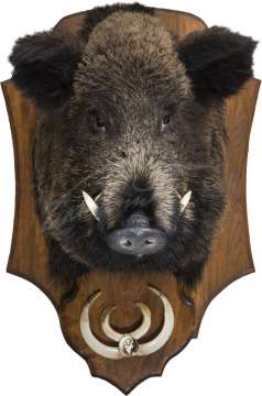 Опудало "Голова кабана з іклами"