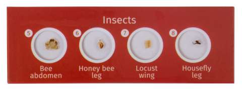 Набор микропрепаратов Levenhuk LabZZ C12, существа