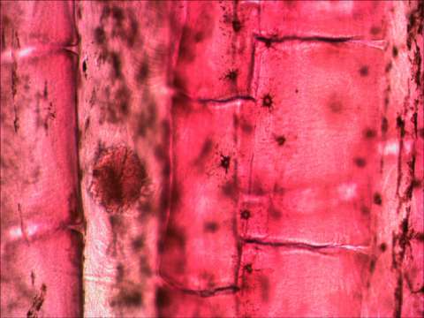 Набор готовых микропрепаратов Levenhuk N10 NG