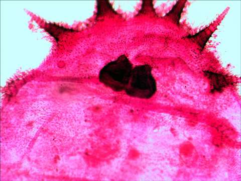 Набор готовых микропрепаратов Levenhuk N20 NG