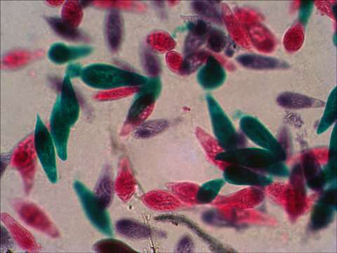 Набор готовых микропрепаратов Levenhuk N38 NG